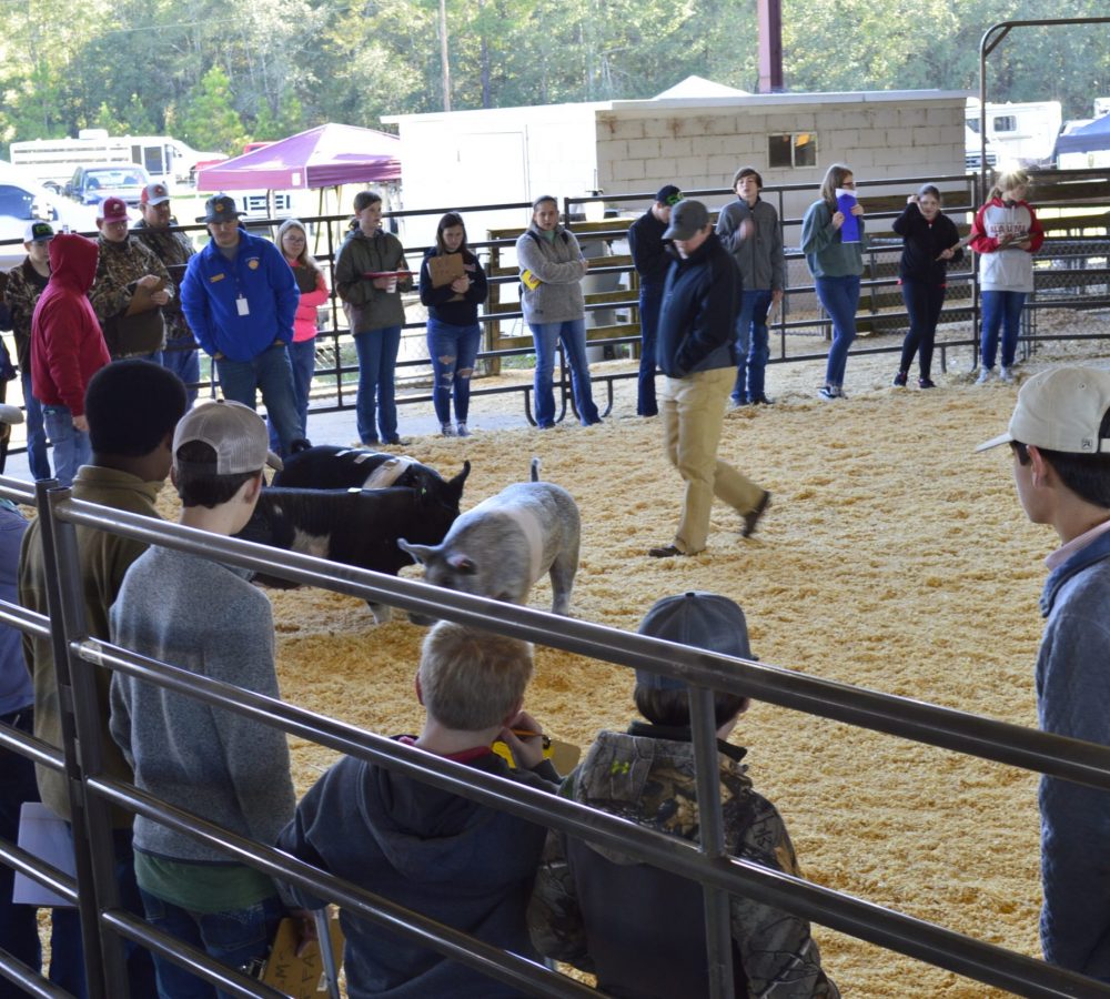 SWGA Regional Fair Livestock Show – The Exchange Club of Albany